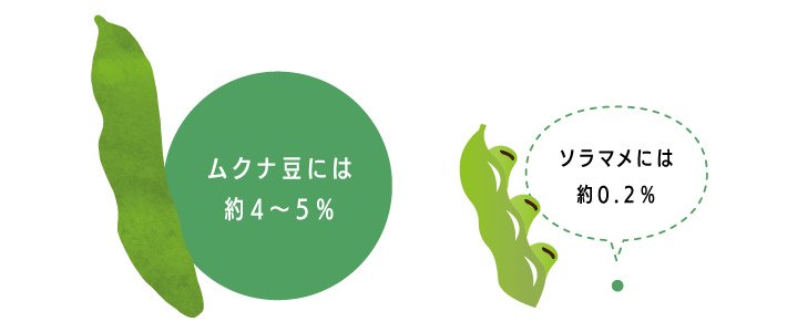 ムクナ豆には約4~5%